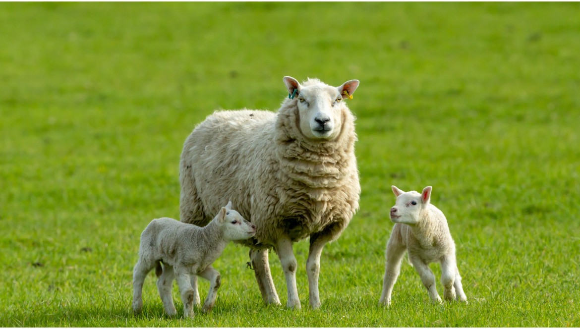 Saporito e Nutriente: Un'Esplorazione dell'Agnello alla Griglia